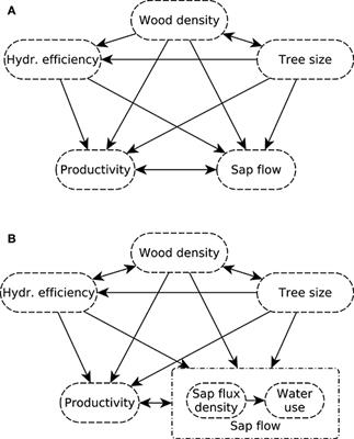 Effects of Wood Hydraulic Properties on Water Use and Productivity of Tropical Rainforest Trees